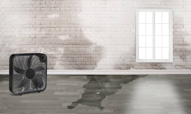 Best Flood restoration services  in Wilmore, KY